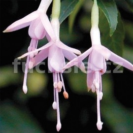 fuchsie Magellenica Gracilis - Fuchsia Magellenica Gracilis