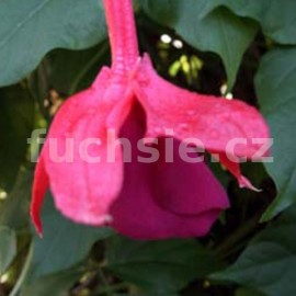 fuchsie Breevis Rex - Fuchsia Breevis Rex