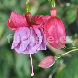 fuchsie Drkov poukaz 1000 - Fuchsia Drkov poukaz 1000