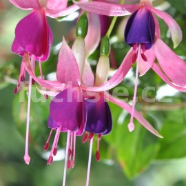 fuchsie Chillerta Beauty - Fuchsia Chillerta Beauty