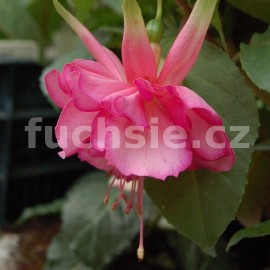 fuchsie Irene van Zoeren - Fuchsia Irene van Zoeren