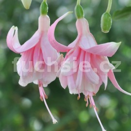 fuchsie Pink Marsk - Fuchsia Pink Marsk