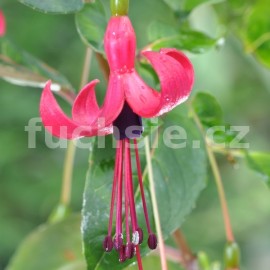 fuchsie Oscar Lehmeier - Fuchsia Oscar Lehmeier