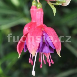 fuchsie Italiano - Fuchsia Italiano