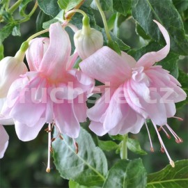 fuchsie Rambo - Fuchsia Rambo