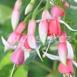 fuchsie Louis Hasselmann - Fuchsia Louis Hasselmann