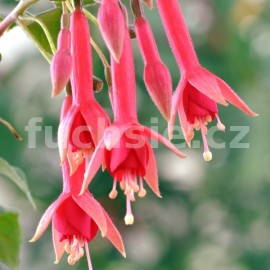 fuchsie August Seibert - Fuchsia August Seibert