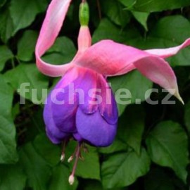 fuchsie Sarong - Fuchsia Sarong