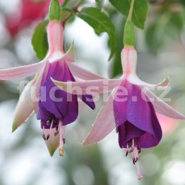 fuchsie Bergstadt Zwnitz - Fuchsia Bergstadt Zwnitz