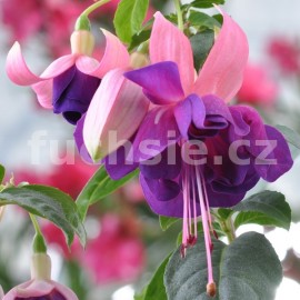 fuchsie Zwnitz Tal - Fuchsia Zwnitz Tal