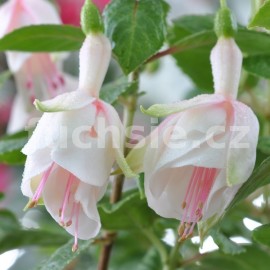 fuchsie Fichtelberg - Fuchsia Fichtelberg