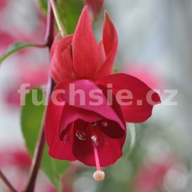 fuchsie Tonie Sanders - Fuchsia Tonie Sanders