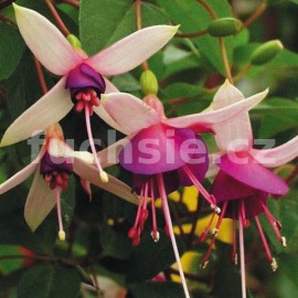 fuchsie La Campanella - Fuchsia La Campanella