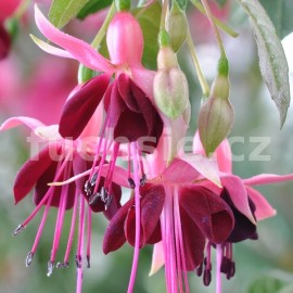 fuchsie Bart Comperen - Fuchsia Bart Comperen