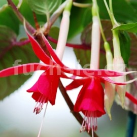 fuchsie America - Fuchsia America