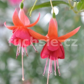 fuchsie Cinnamon - Fuchsia Cinnamon