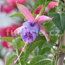 fuchsie Moonraker - Fuchsia Moonraker