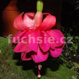 fuchsie Santa Paula - Fuchsia Santa Paula