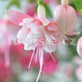 fuchsie Perky Pink - Fuchsia Perky Pink