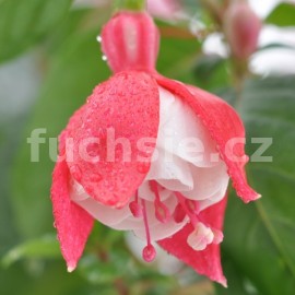 fuchsie Tolling Bell - Fuchsia Tolling Bell