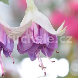 fuchsie Brechtje - Fuchsia Brechtje