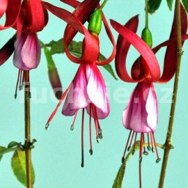 fuchsie De Groot's Regenbog - Fuchsia De Groot's Regenbog