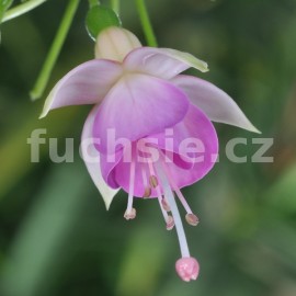 fuchsie Bon Accord - Fuchsia Bon Accord