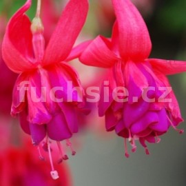 fuchsie Vagabond - Fuchsia Vagabond