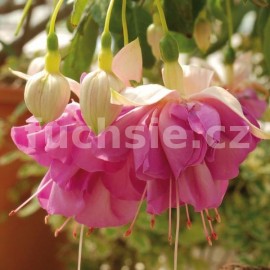 fuchsie Flamenco Dancer - Fuchsia Flamenco Dancer