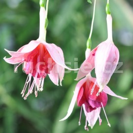 fuchsie Berba's Coronation - Fuchsia Berba's Coronation