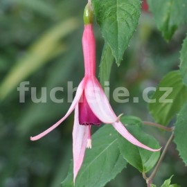 fuchsie Mostarichi - Fuchsia Mostarichi