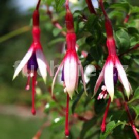 fuchsie Magellanica Arauco - Fuchsia Magellanica Arauco