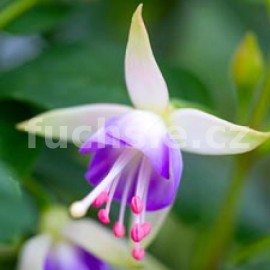 fuchsie Tamara - Fuchsia Tamara