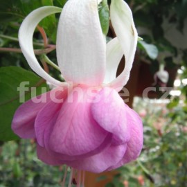 fuchsie Belveder - Fuchsia Belveder