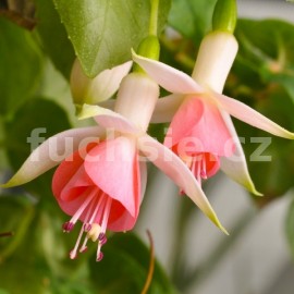 fuchsie Hickote Beauty - Fuchsia Hickote Beauty