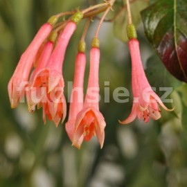 fuchsie Raudek Bonsted - Fuchsia Raudek Bonsted