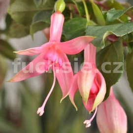 fuchsie Lilo Vogt - Fuchsia Lilo Vogt