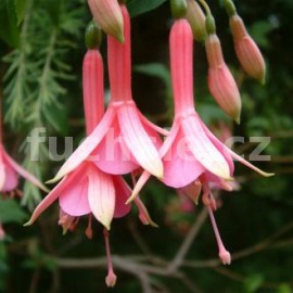 fuchsie Walz Gusla - Fuchsia Walz Gusla