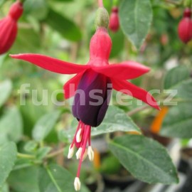 fuchsie Vielliebchen - Fuchsia Vielliebchen