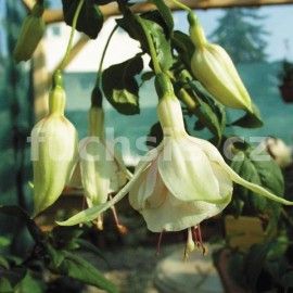 fuchsie Flying Cloud - Fuchsia Flying Cloud