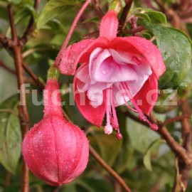 fuchsie Khler's Rosenrot - Fuchsia Khler's Rosenrot