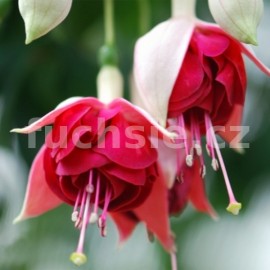 fuchsie Mien Boer - Fuchsia Mien Boer