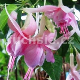 fuchsie Roesse Mizer - Fuchsia Roesse Mizer