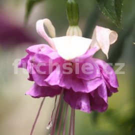 fuchsie Laure - Fuchsia Laure