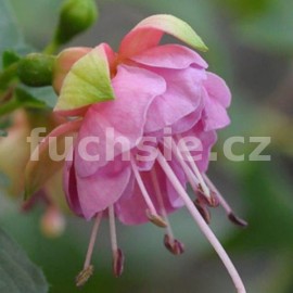 fuchsie Wim Vander Palen - Fuchsia Wim Vander Palen