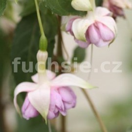 fuchsie Zus Liebregts - Fuchsia Zus Liebregts