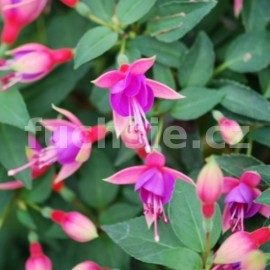 fuchsie De Vondeline - Fuchsia De Vondeline