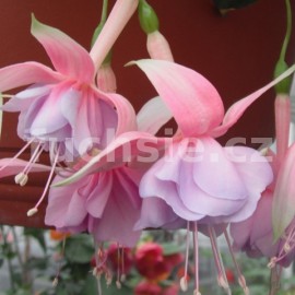 fuchsie Paul und Carole - Fuchsia Paul und Carole