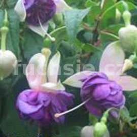 fuchsie Roesse Fornax - Fuchsia Roesse Fornax