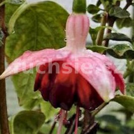 fuchsie Miep - Fuchsia Miep